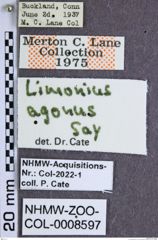 Etiketten zu Limonius agonus (NHMW-ZOO-COL-0008597)
